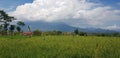 Beatiful views of the rice fields with guntur mountain in the background