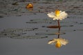 Beatiful water lily reflecting in the water Royalty Free Stock Photo