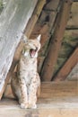 Beatiful wild lynx somewhere in nature northern Norway.