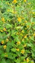 beatiful yellow flower in garden