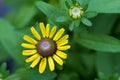 Beatiful Yellow flower with leaves