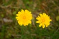Beatiful Yellow Hypochaeris Radicata Flower (hairy Cats Ear)