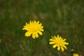 Beatiful Yellow Hypochaeris Radicata Flower (Hairy Cats Ear)