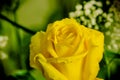 Beatiful Yellow rose on a green background