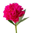 Beatifulful Roses Peony, Paeonia isolated on white background, including clipping path Royalty Free Stock Photo