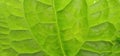 Beautifull green leaf Royalty Free Stock Photo