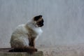 Beatifull Himalayan Siamese cat seeing a mouse