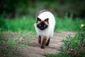 Beatifull Siamese cat walking