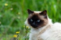 Beatifull Siamese Himalayan cat