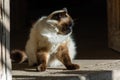 Beatifull Siamese Himalayan cat seeing the floor