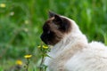 Beatifull Siamese Himalayan sittings