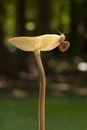 A beatifully gilled Mushroom with a Cute Snail on the Edge