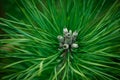 Beatifully green pine needles Royalty Free Stock Photo