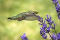 Beating wings of a rufous hummingbird.