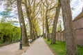 Beatitiful tree with green leaves overlooking the lake of love, Minnewater lake at Brugge, Belgium, Europe Royalty Free Stock Photo