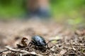 Beatle Crawls Across Trail Royalty Free Stock Photo