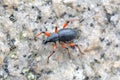 Beatle with red legs Royalty Free Stock Photo