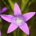 Purple flower blooming in summertime Royalty Free Stock Photo