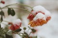 Autumn lflowers Chrysantemum covered wiht snow. Winter came. Macro. Royalty Free Stock Photo