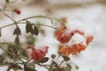 Autumn lflowers Chrysantemum covered wiht snow. Winter came. Macro. Royalty Free Stock Photo