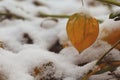 Autumn flowers Physalis covered wiht snow. Winter came. Macro. Royalty Free Stock Photo