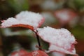 Autumn leaf covered snow. Winter came. Macro. Royalty Free Stock Photo