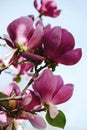 Beatuful purple blooming magnolia tree