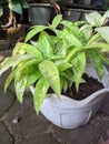 beatuliful houseplant golden dracena in white vase, focus on foreground