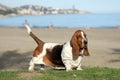 Beatutiful Basset Hound Purebred dog on the grass Royalty Free Stock Photo