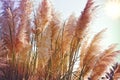 Beatutiful nature, reed in the wind, high dry seeds of reed - cane Royalty Free Stock Photo