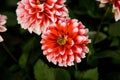 Garden dahlia blooming during summer season, Slovakia