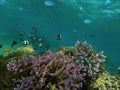 Beautiful Underwater Life At Lembongan Island, Bali. Royalty Free Stock Photo