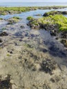 Beaty Sea and plants Royalty Free Stock Photo