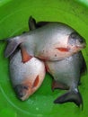 Roop chanda fish