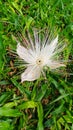 A beatyful nature there are white flower and green grass background Royalty Free Stock Photo