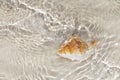 Beatyfull seashell bursa in sea water Royalty Free Stock Photo