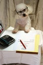 Beau A Bichon Frise Conducts Business At His Desk