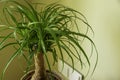 The Beaucarnea Recurvata, also known as Ponytail Palm, or Nolina Royalty Free Stock Photo