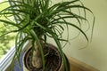 The Beaucarnea Recurvata, also known as Ponytail Palm, or Nolina