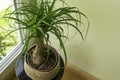 The Beaucarnea Recurvata, also known as Ponytail Palm, or Nolina