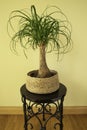 The Beaucarnea Recurvata, also known as Ponytail Palm, or Nolina Royalty Free Stock Photo