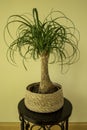 The Beaucarnea Recurvata, also known as Ponytail Palm, or Nolina Royalty Free Stock Photo