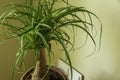 The Beaucarnea Recurvata, also known as Ponytail Palm, or Nolina Royalty Free Stock Photo