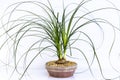 The Beaucarnea Recurvata also known as Ponytail Palm, or Nolina is a houseplant with a swollen thick brown stem and the long Royalty Free Stock Photo