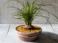 Beaucarnea recurvata or elephant\'s foot or ponytail palm bonsai