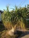 Beaucarnea Recurvata Growing in Garden.