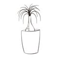 Beaucarnea recurvata line art icon. Beautiful house plant in pot. Houseplant care concept. Nolina palm tree silhouette
