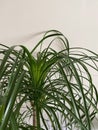 Beaucarnea recurvata or Nolina recurvata plant close up. Ponytail Palm. Houseplant, green background, biophilia concept