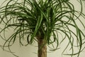 The Beaucarnea Recurvata plant, also known as Ponytail Palm