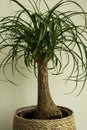 The Beaucarnea Recurvata plant, also known as Ponytail Palm